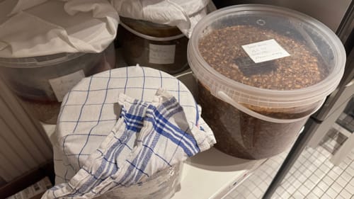 Customer photo review of BIO Koji Magic: Aspergillus Oryzae Sporen