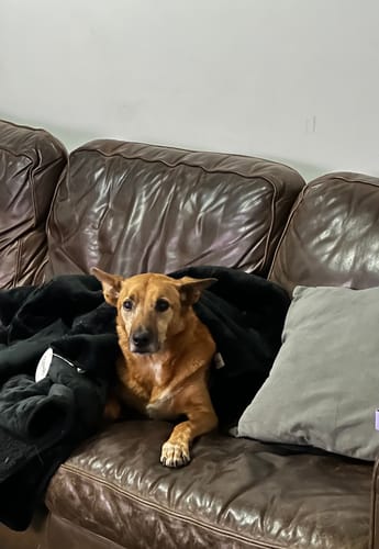 Customer photo review of Waterproof Splash Blanket™- Black on Black The OG