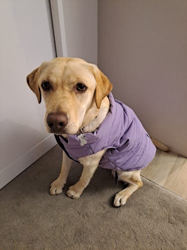 Customer photo review of WarmShield Water-Resistant Jacket - Lilac