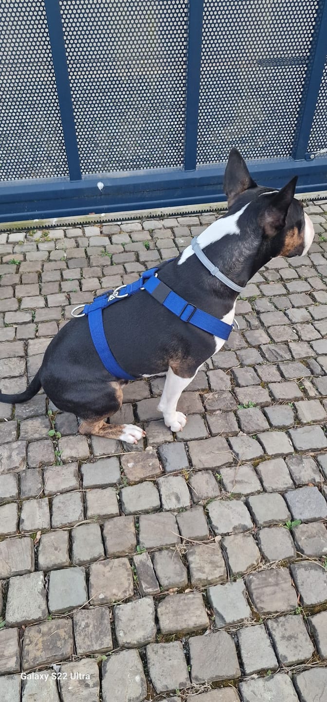 Customer photo review of Training Anti Pull TRI-Harness® | M-XL Breeds - Blue