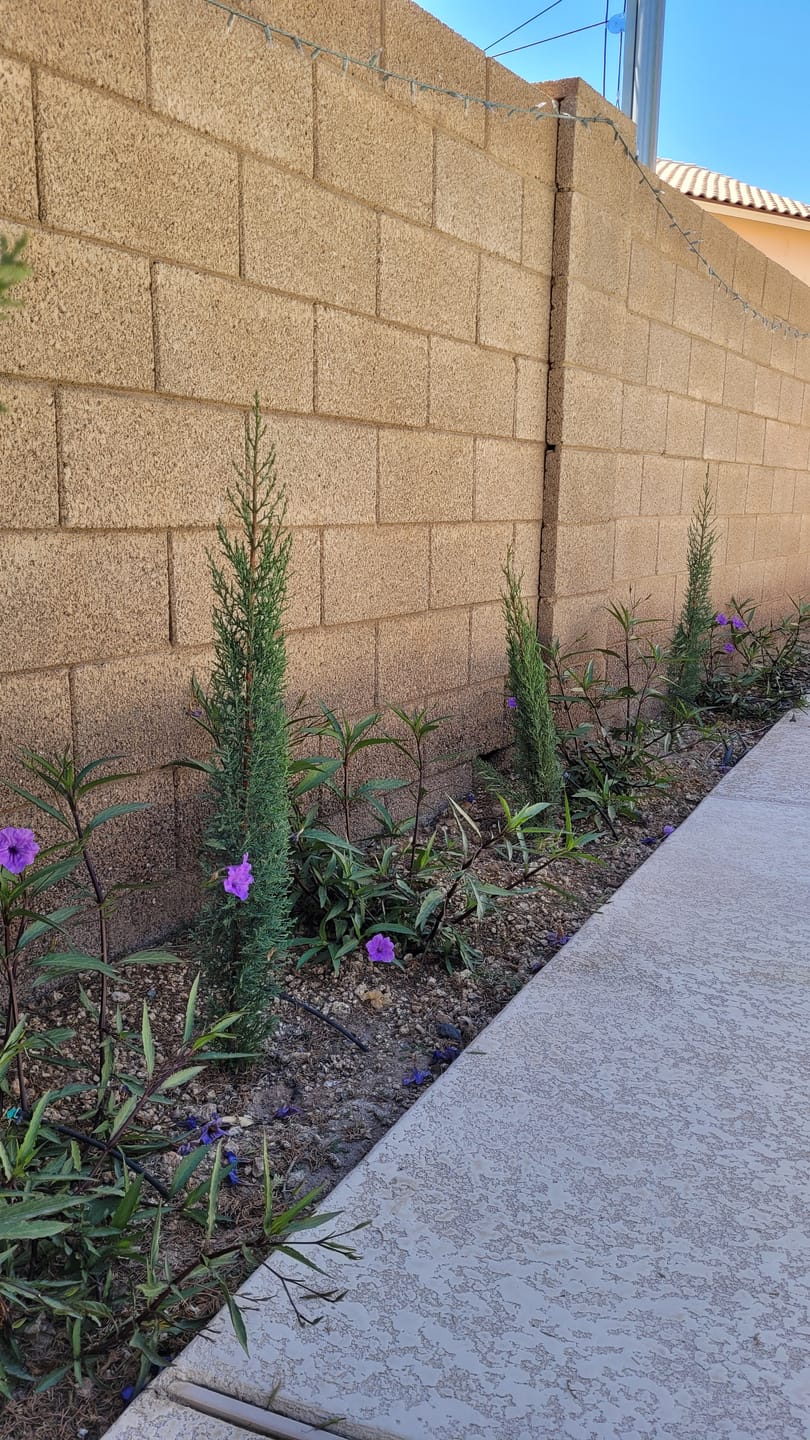 Customer photo review of Dwarf Italian Cypress, Mediterranean Cypress