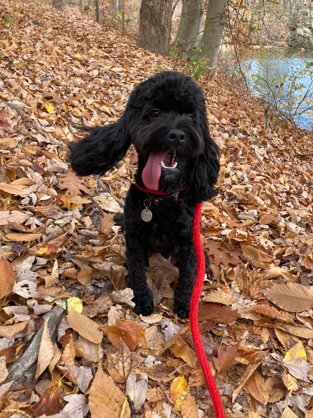Customer photo review of FurLife™ - Flea & Tick Defense Chews