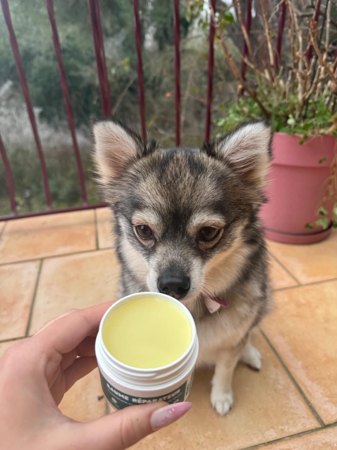 Customer photo review of Baume réparateur | Chiens et chats