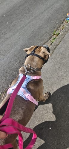 Customer photo review of Disney© Tough Trails™ Harness - Mad Hatters Tea Party