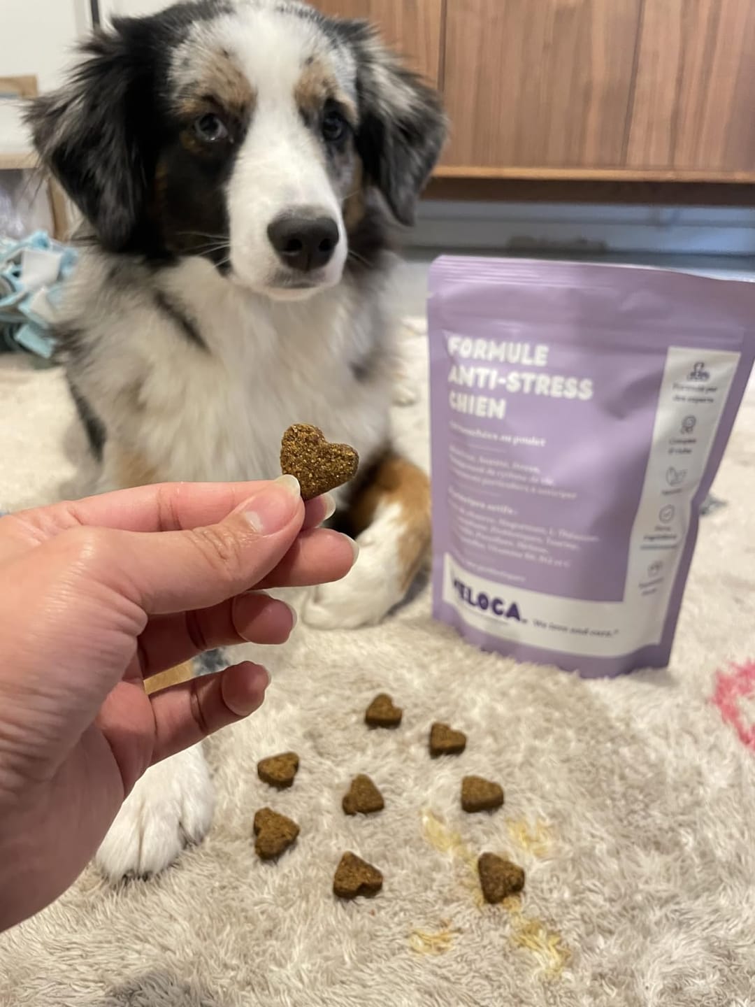 Customer photo review of Complément anti-stress  | Chien
