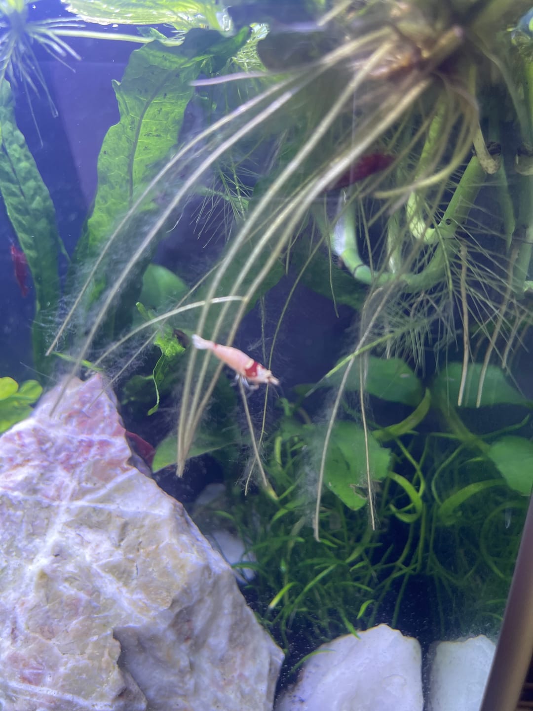 Customer photo review of Crystal Red Shrimp
