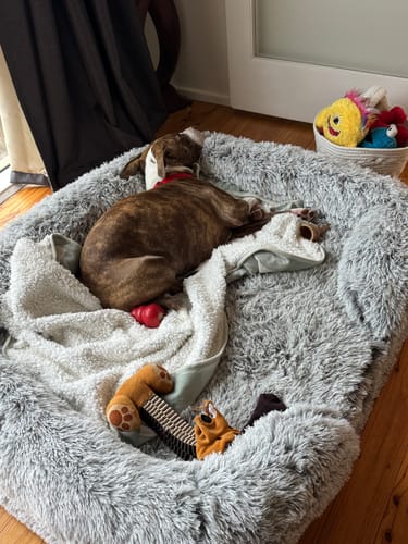 Customer photo review of PaWz Premium Pet Orthopaedic Bed