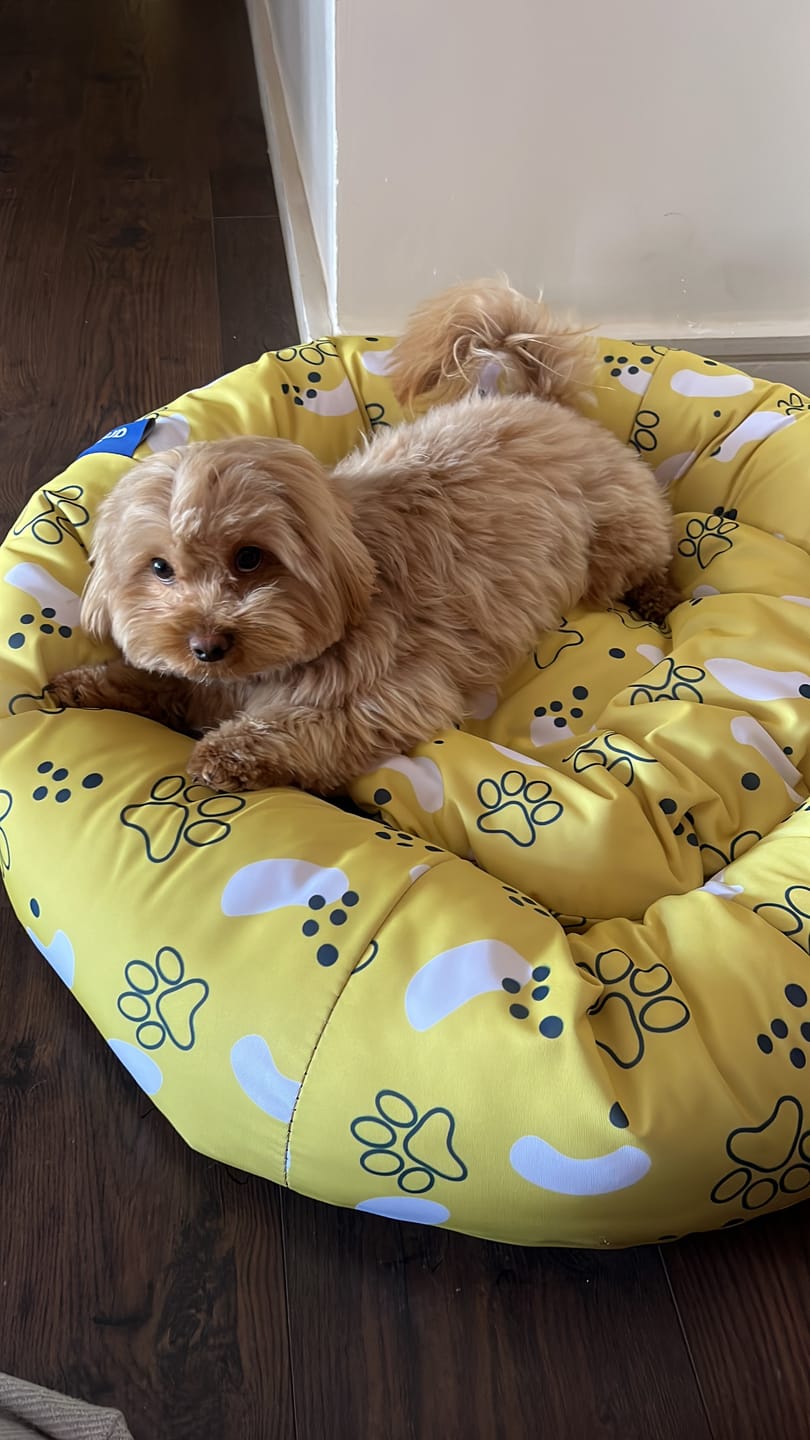 Customer photo review of Snoozy Pet Bed