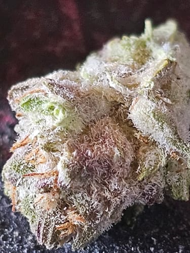 Customer photo review of Cake Batter THCA Flower