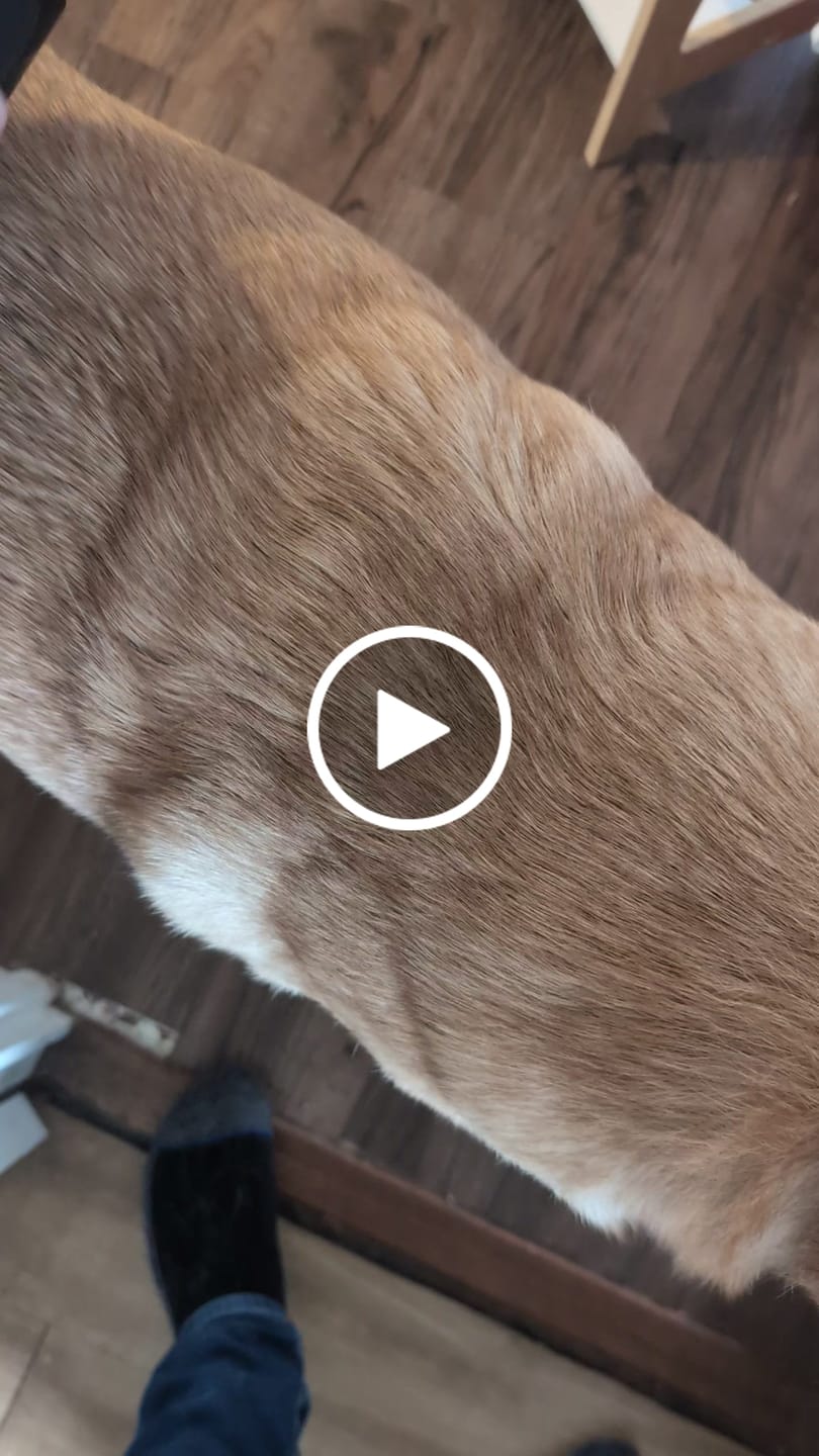 Customer video review of Dog Deshedding Comb - Dog, Horse & Cat - Black