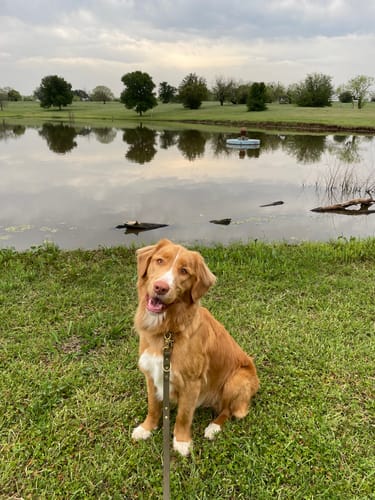 Customer photo review of Biothane Traffic Handle Dog Leash