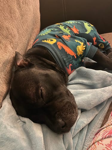 Customer photo review of Dog Pajama - Dinosaurs