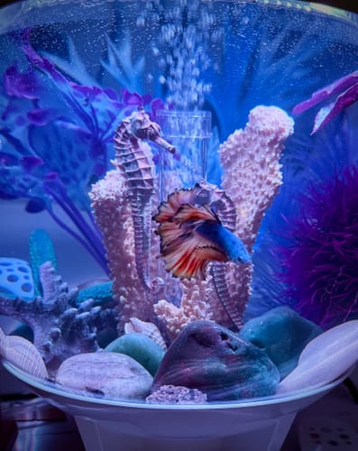 Customer photo review of Mustard Gas Blue Halfmoon Male Betta Fish