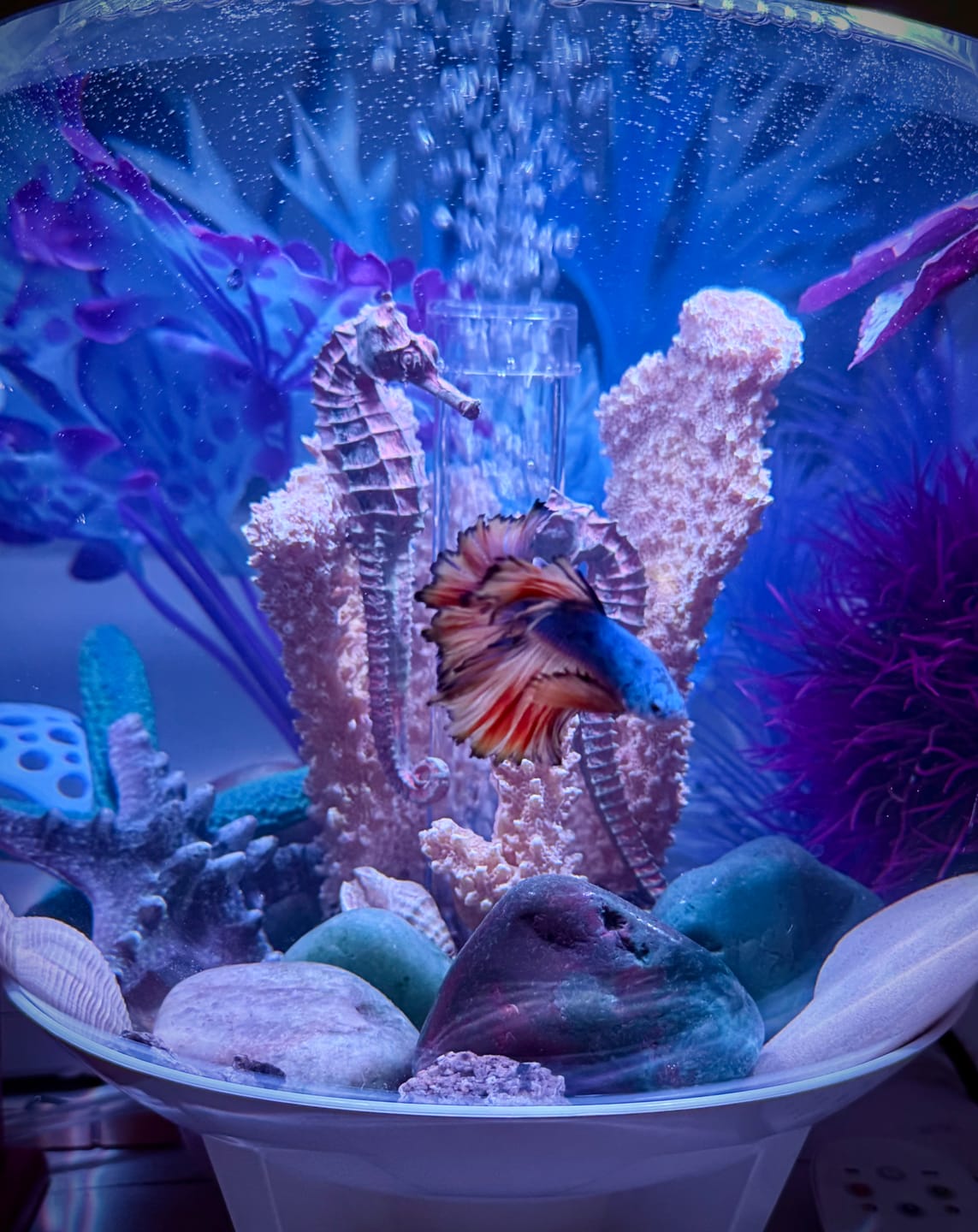 Customer photo review of Mustard Gas Blue Halfmoon Male Betta Fish