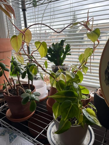 Customer photo of Heart "Give Love" Metal Trellis from Holly K.