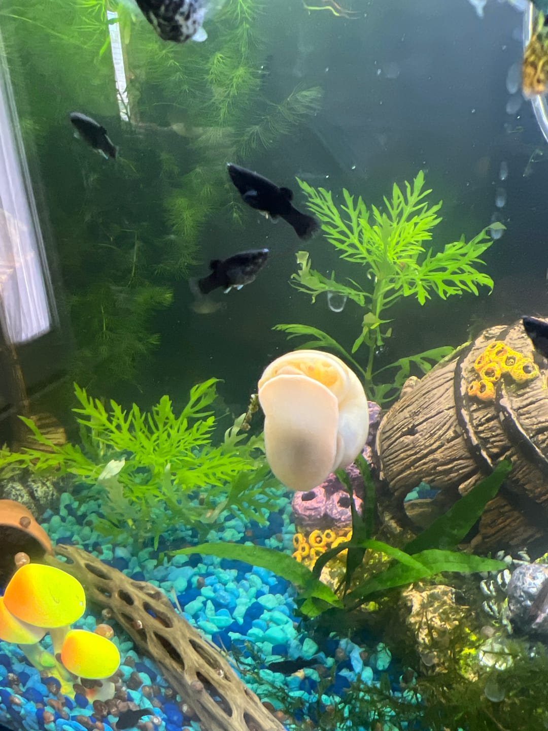 Customer photo review of Mystery Snail Mix (3 pack)