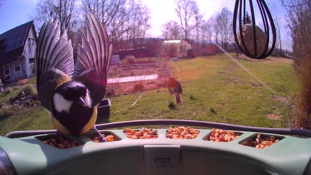 Customer photo review of Birdfy Feeder 2 - Smart Bird Feeder