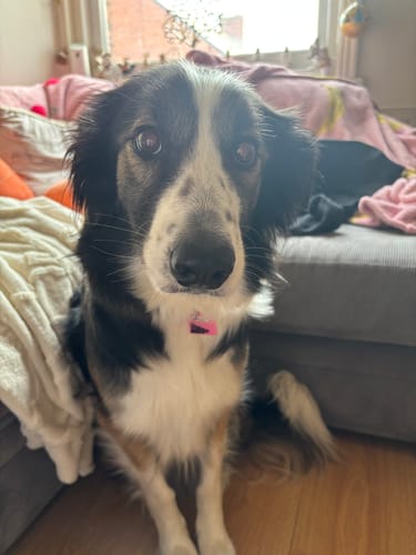 Customer photo review of Waterproof Collar - Mean Girls