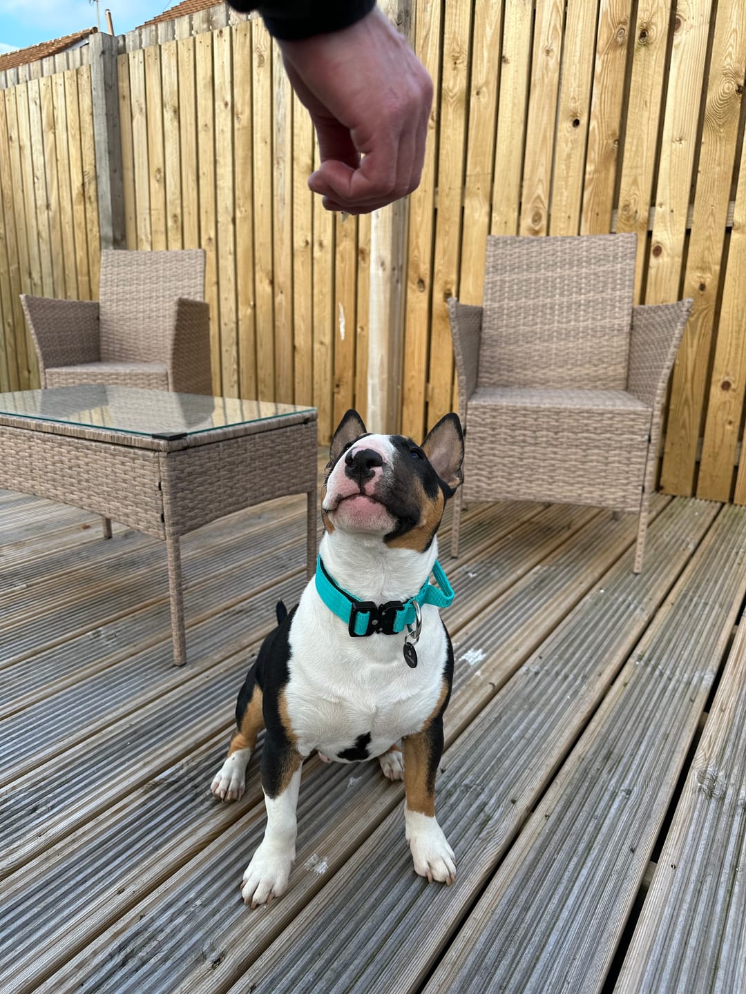 Customer photo review of 2.5cm Combat® Collar | With Handle & Rated Clip - Turquoise