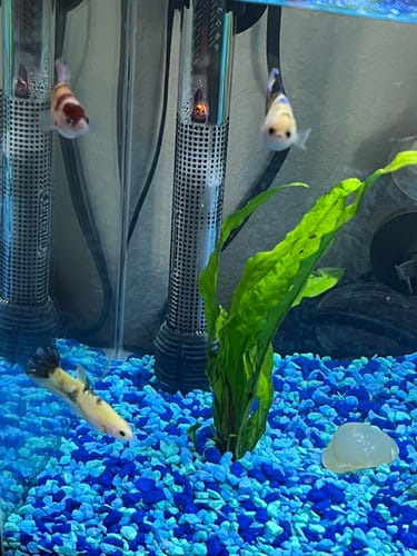 Customer photo review of Female Betta Fish Koi Yellow Galaxy