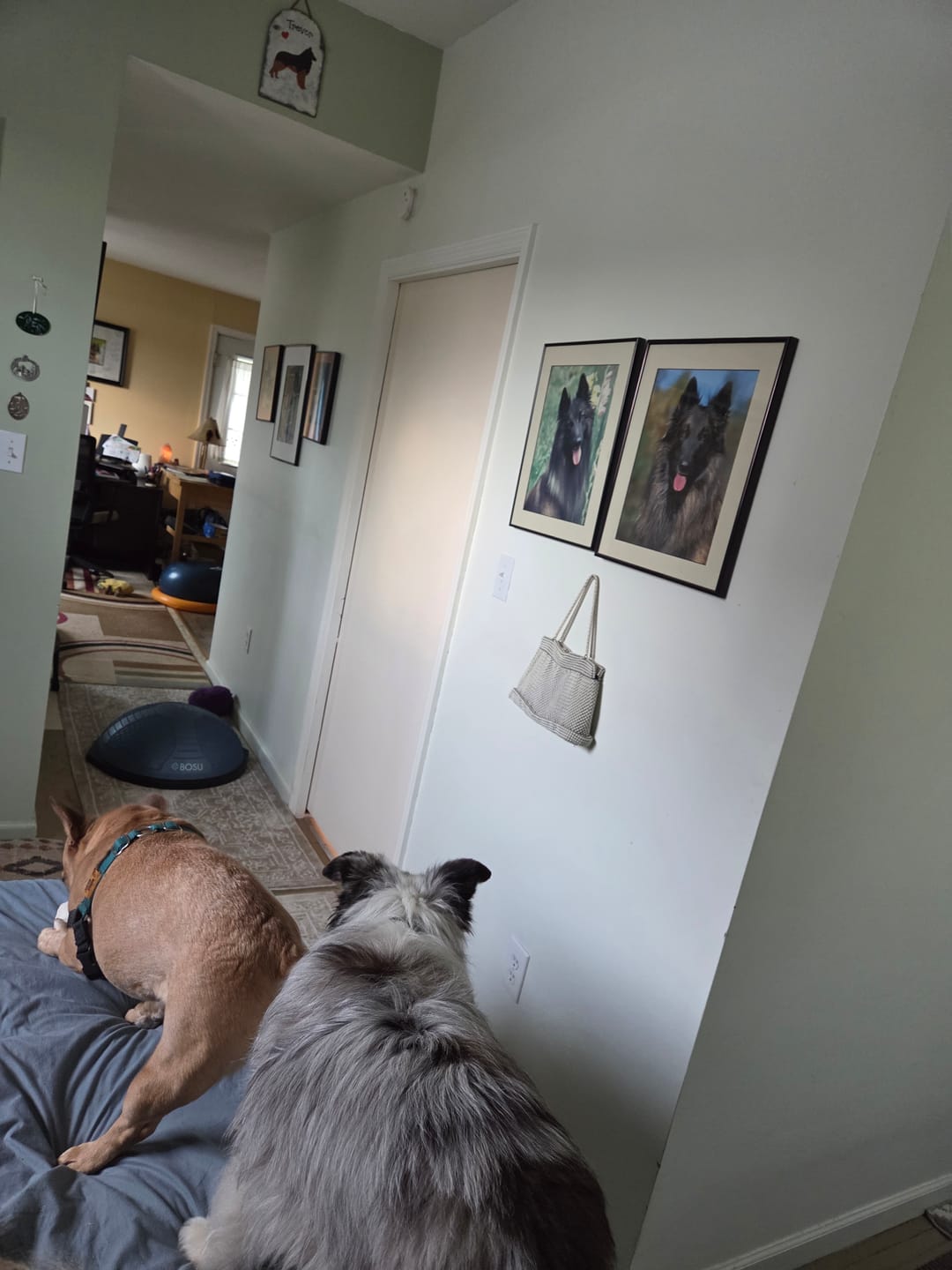 Customer photo review of BOSU® NexGen™ Home Balance Trainer