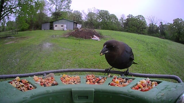 Customer photo review of Birdfy Feeder 2 Pro - Bird Feeder Camera