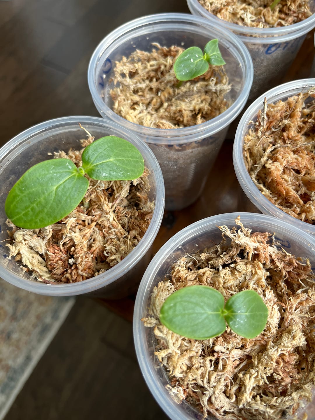 Customer photo review of Premium Sphagnum Moss