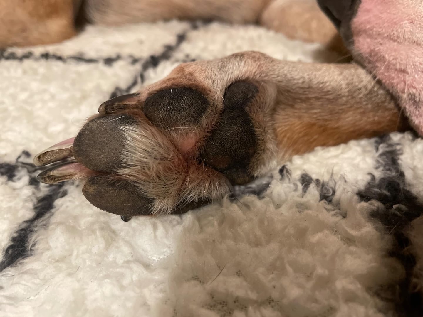 Customer photo review of Baume réparateur | Chiens et chats