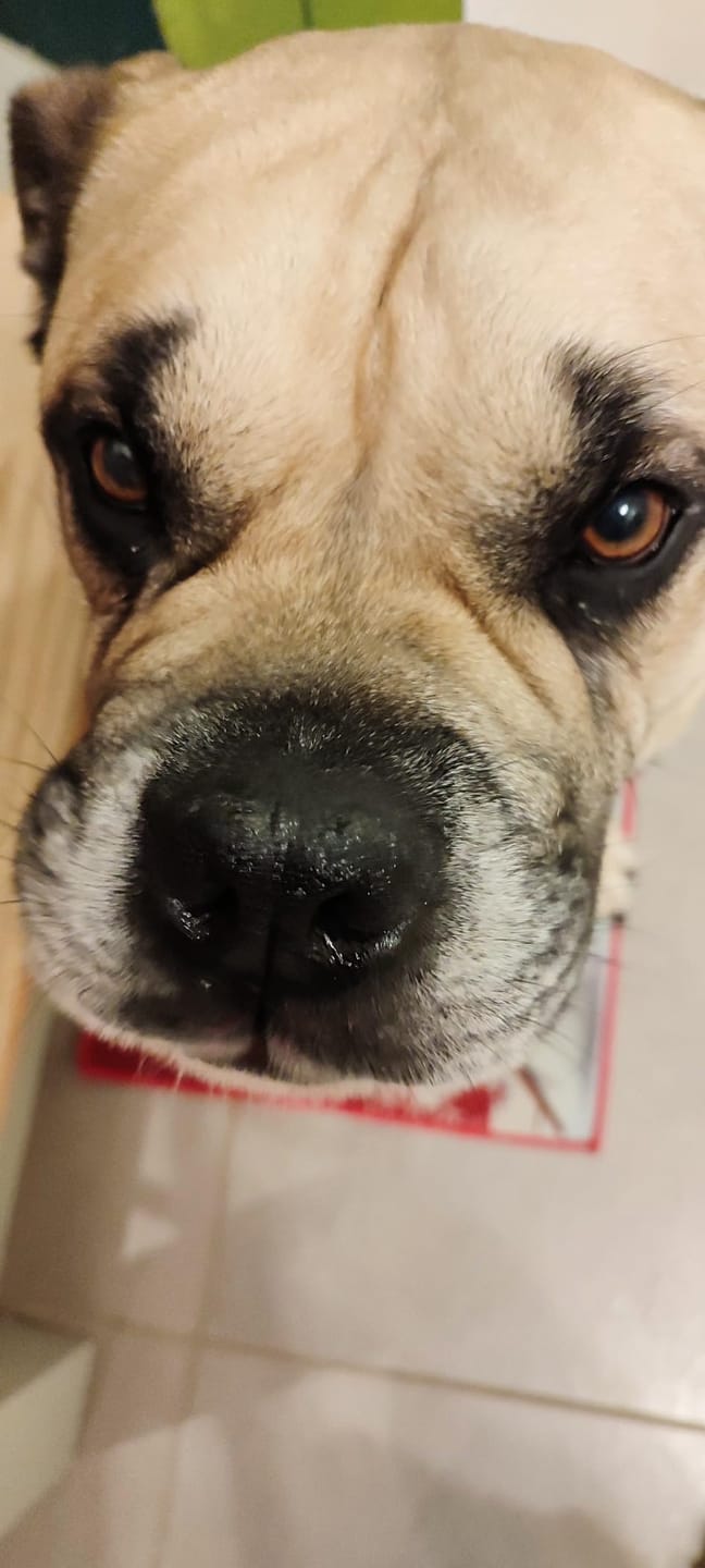 Customer photo review of Baume réparateur | Chiens et chats