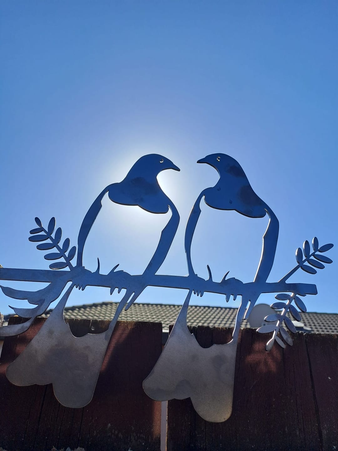 Customer photo review of Kererū Pair