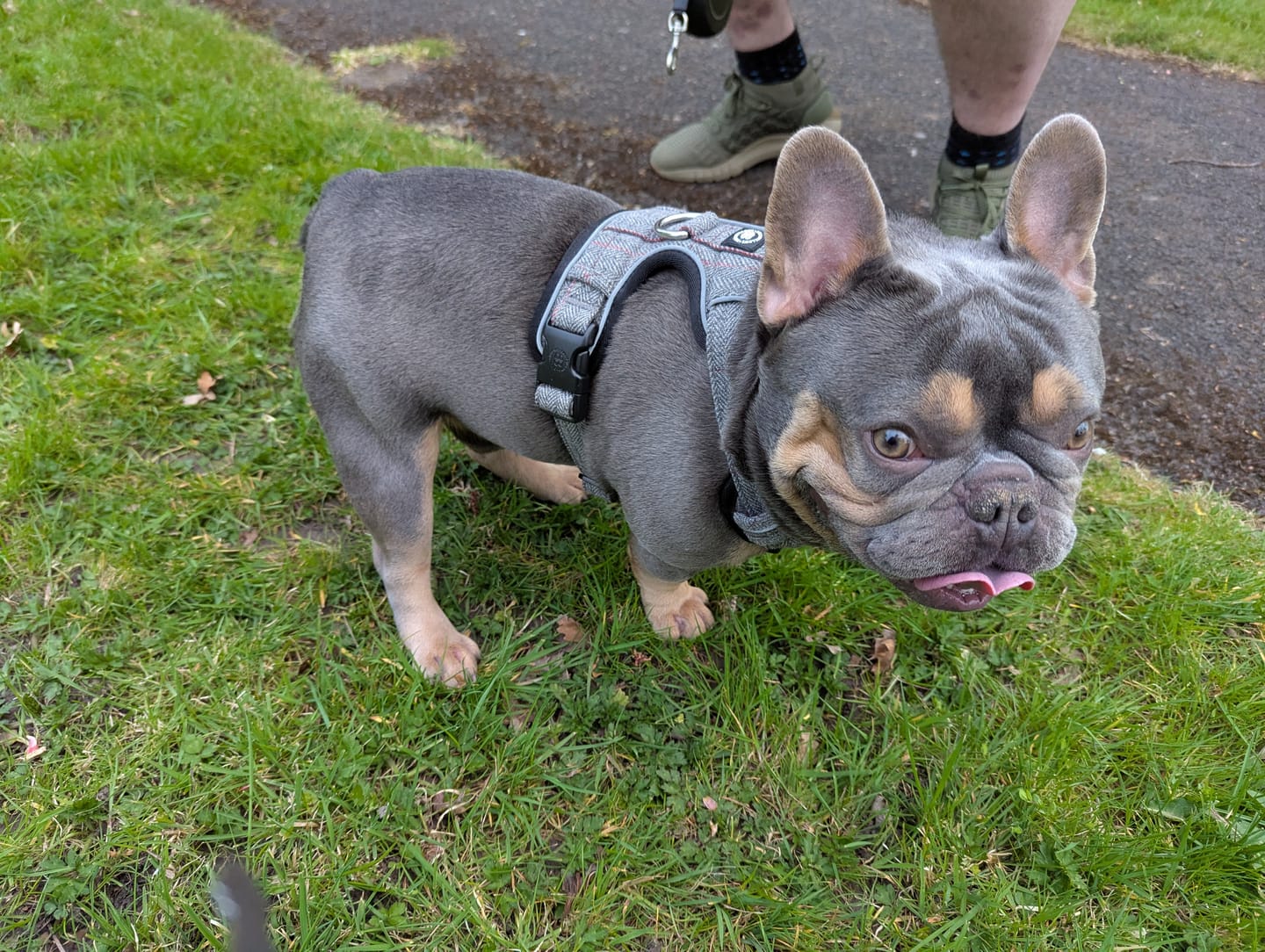 Customer photo review of Premium Comfort Herringbone Harness | Non Restrictive - Stone Grey