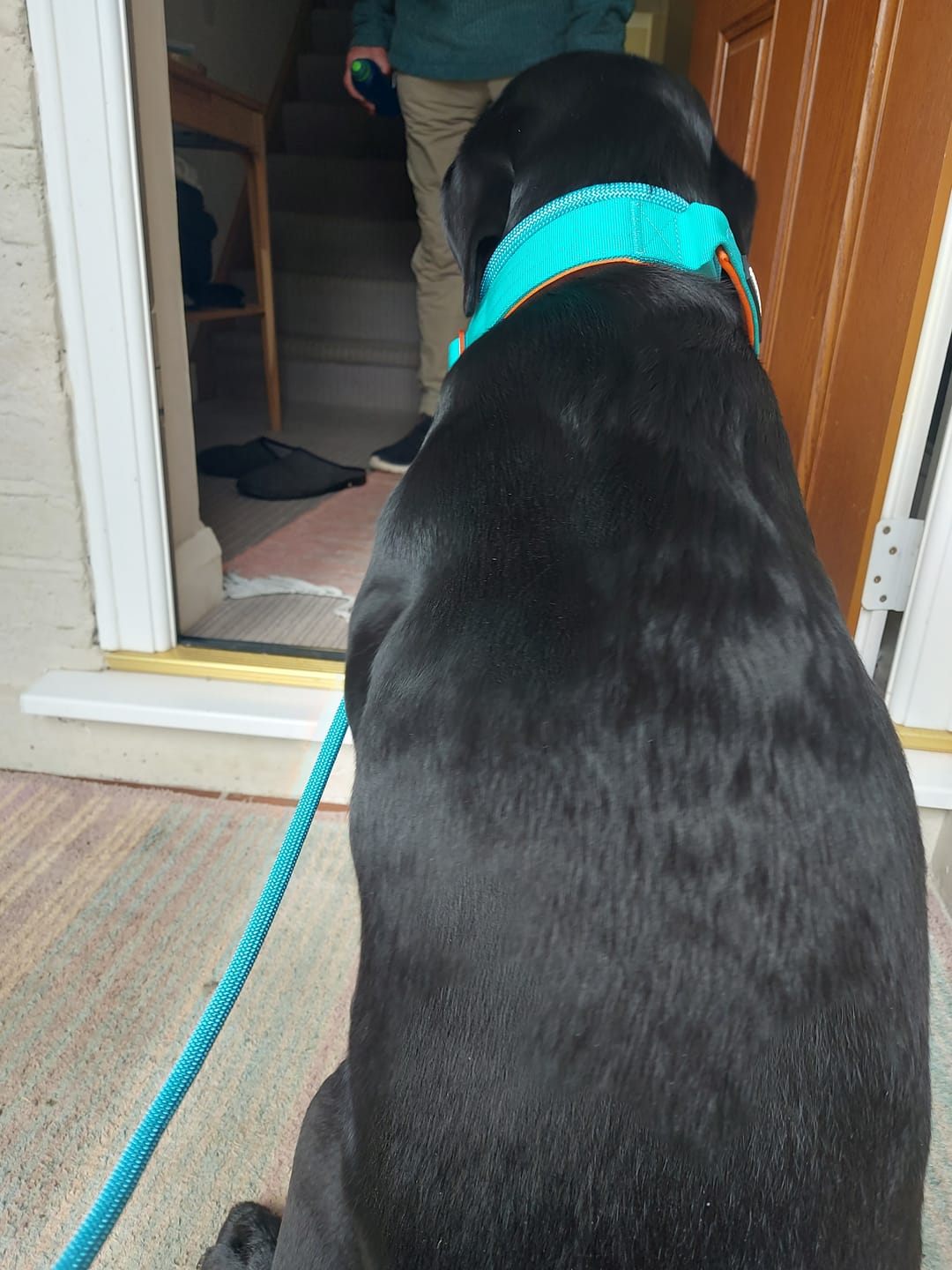 Customer photo review of 4cm LIGHTER Combat® Collar | Handle Rated Clip - Turquoise & Orange