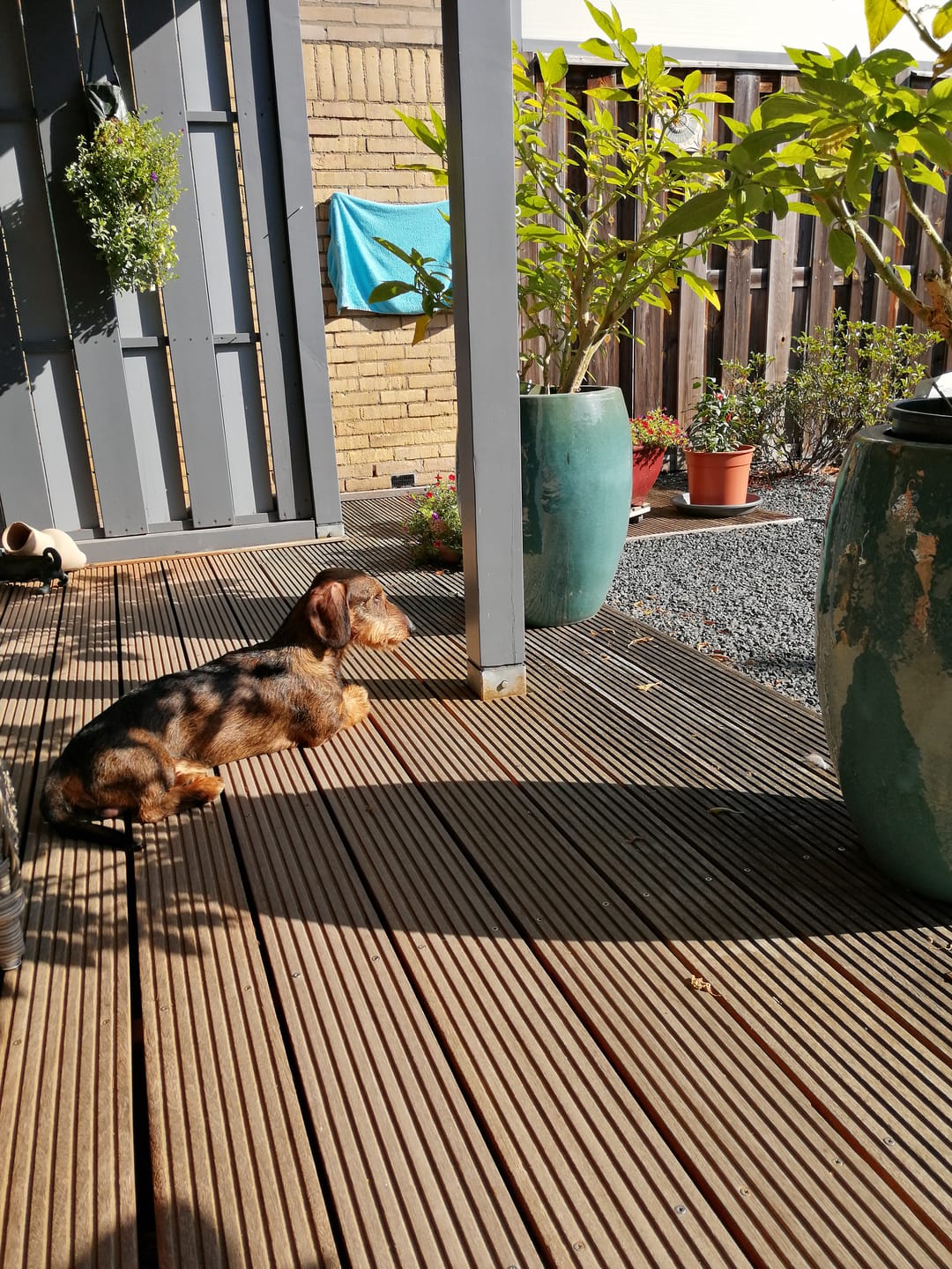 Customer photo review of Volwassen - Klein - Lamsvlees met Zoete Aardappel & Munt