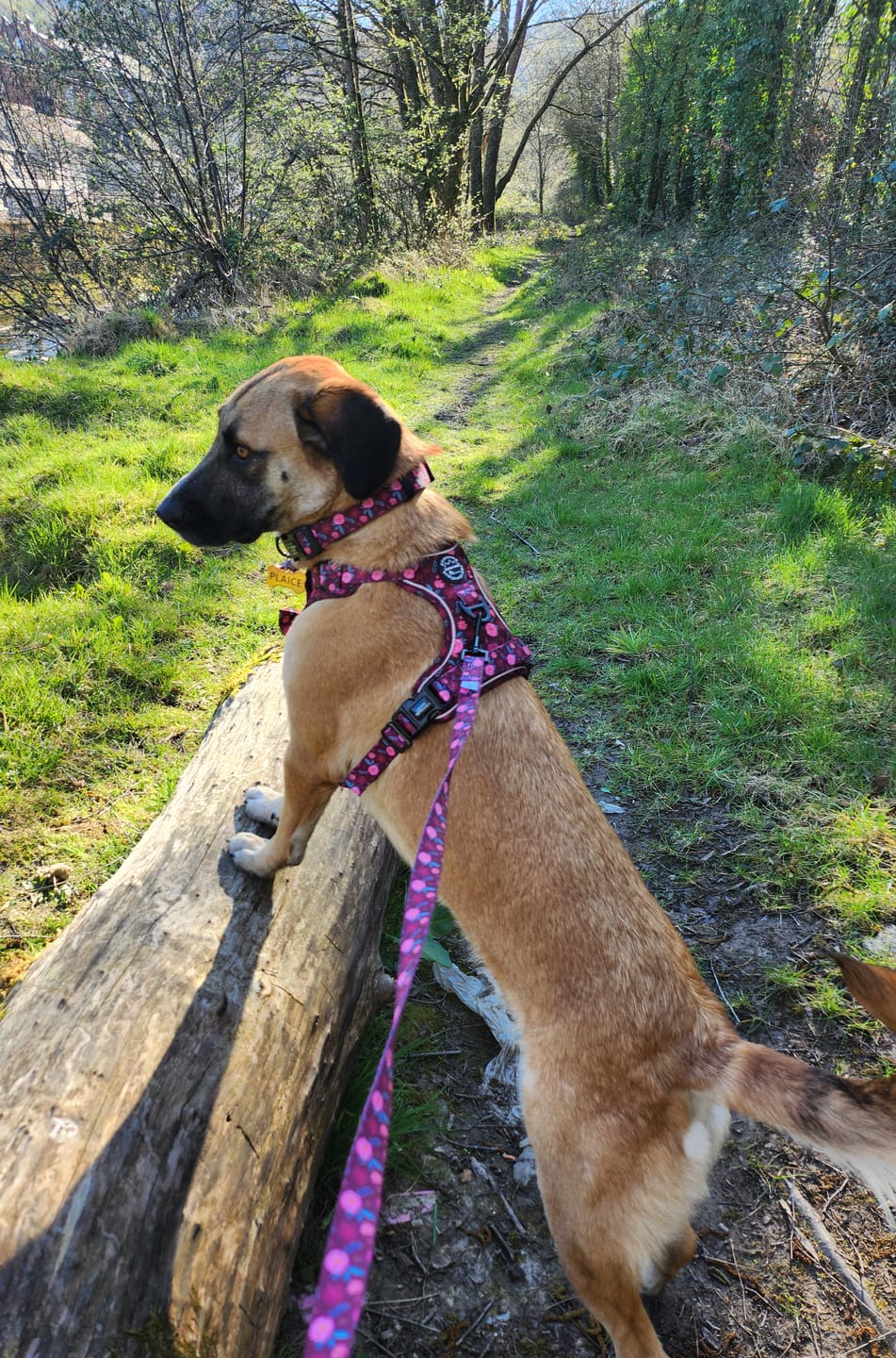 Customer photo review of Tough Trails™ Harness - Mable's Meadow