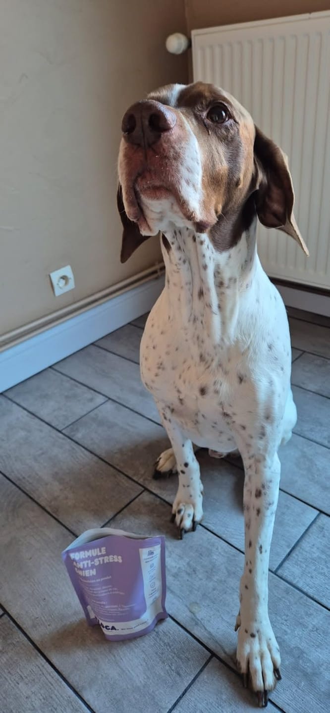 Customer photo review of Complément anti-stress  | Chien