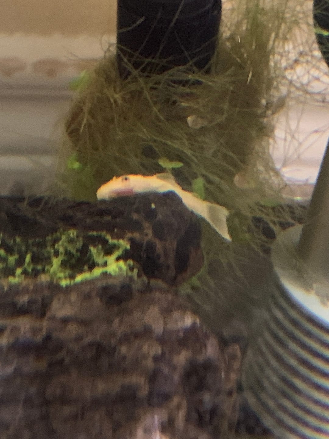 Customer photo review of L144a Blue Eye Lemon Bristlenose Pleco (2 Inches) "NEW"