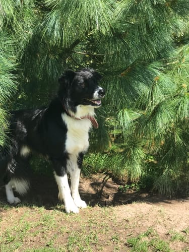 Customer photo review of Complément articulations | 120 bouchées