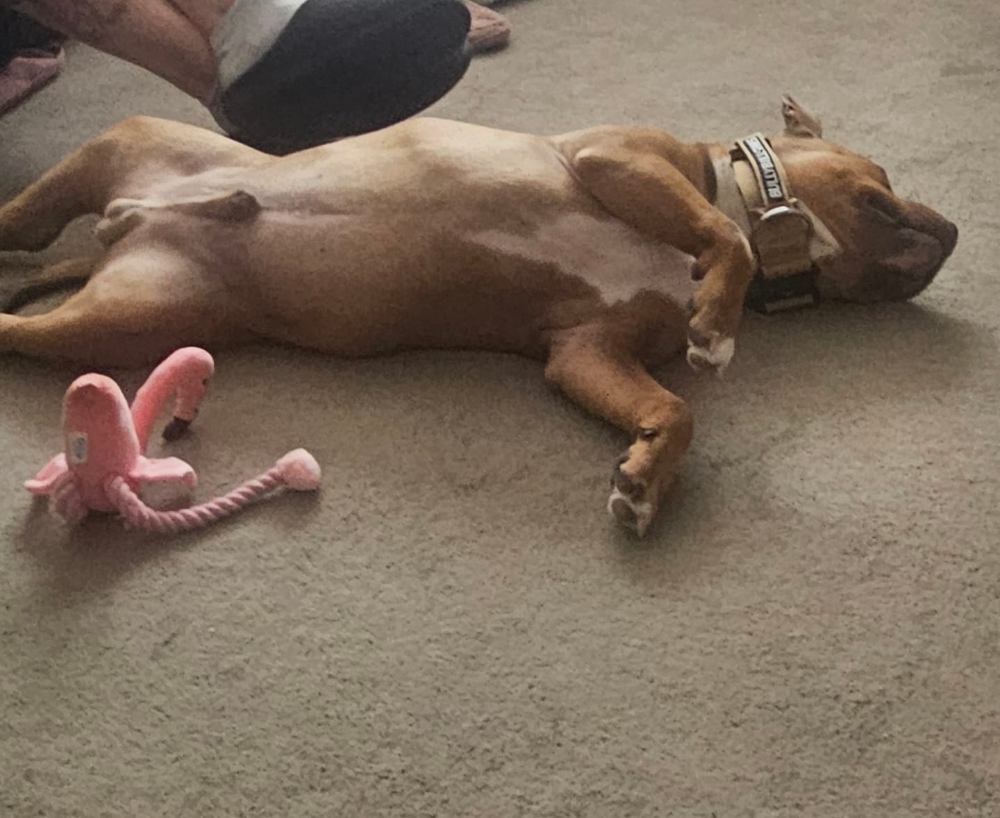 Customer photo review of 5cm Combat® Collar | With Handle & Secure Clip - Tan