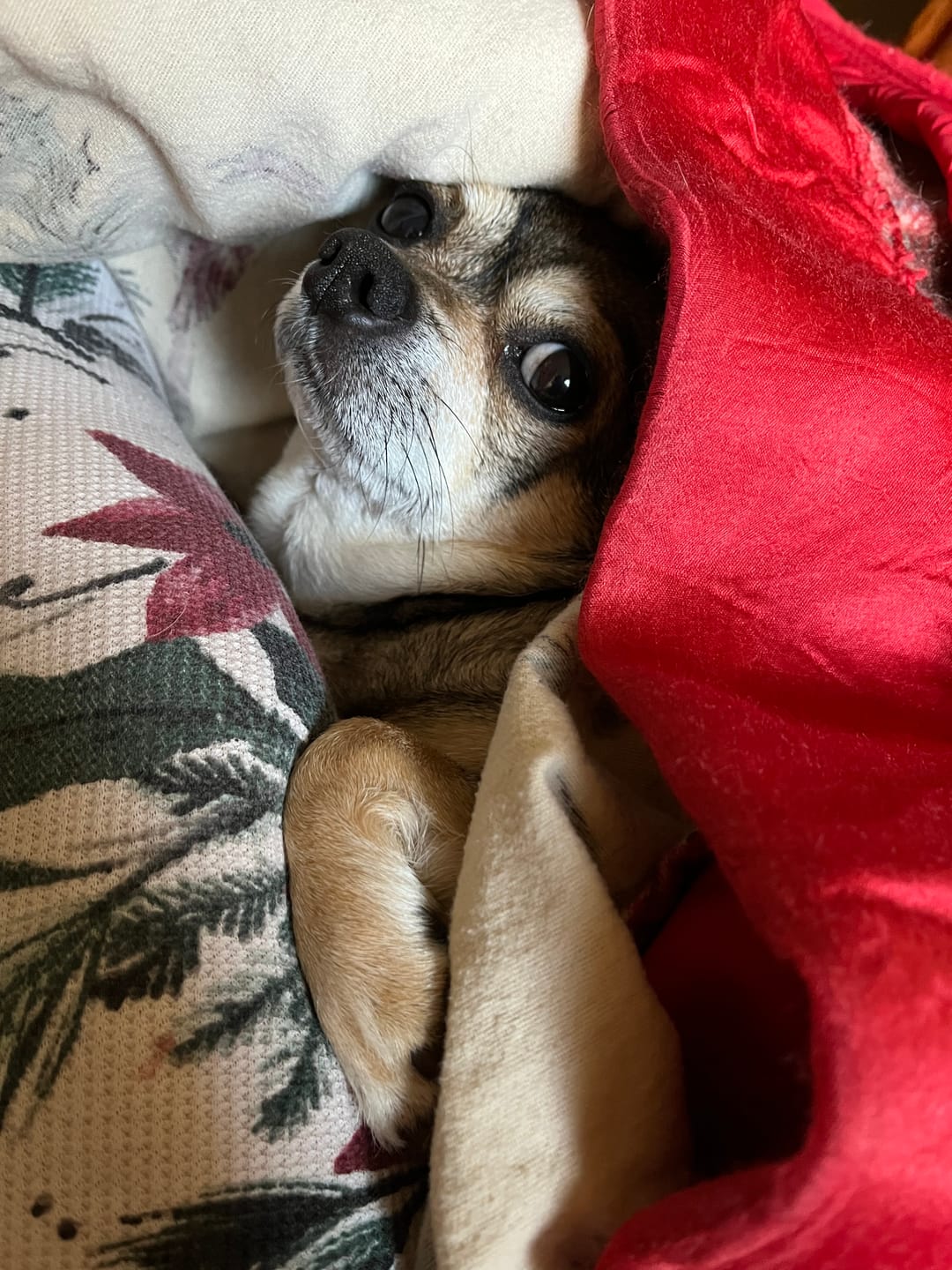 Customer photo review of Dog & Cat Ear Infection & Itch Relief Remedy