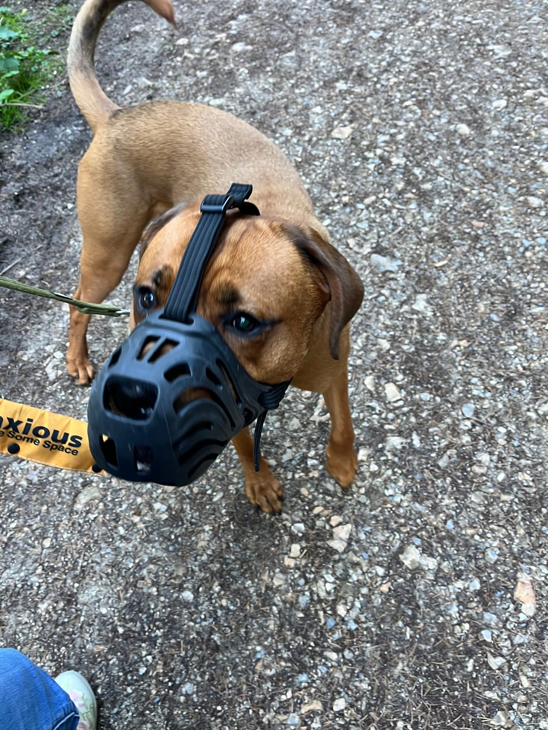 Customer photo review of Muzzle | Flexi & Legal Requirement - S-XL Breeds - Black