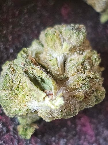 Customer photo review of Gorilla Glue THCA Flower