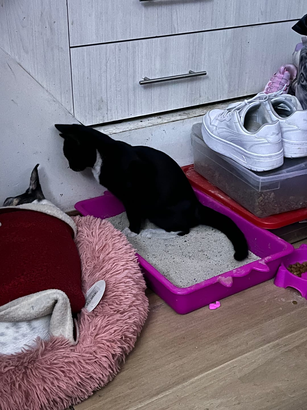Customer photo review of ARENA SANI. PETCLEAN TALCO DE BEBE 15KG