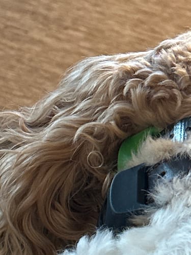 Customer photo review of FurLife™ - 12 Months Flea and Tick Tags for Dogs