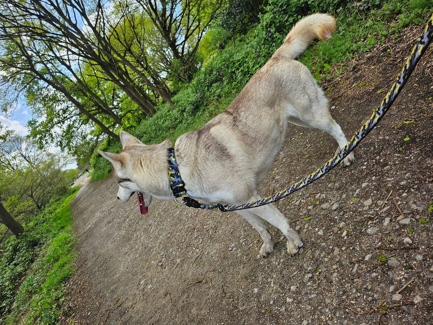 Customer photo review of 1.4m Swivel Combat Lead | Anti-Tangle & Secure Clip - Lightning