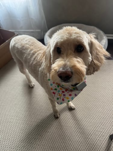 Customer photo review of FurLife™ 12 Months Flea and Tick Free
