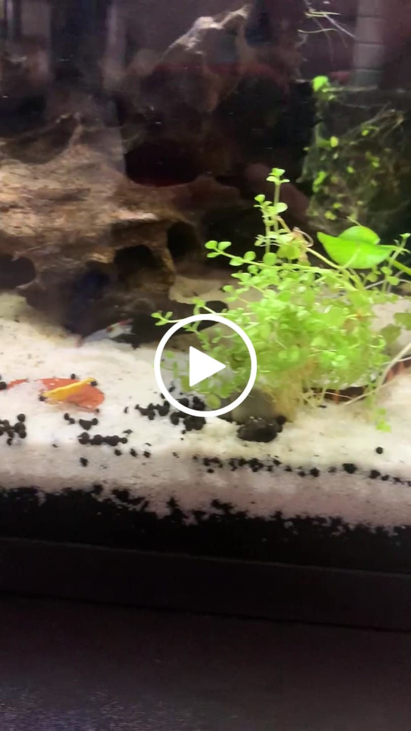 Customer video review of Green Rili Shrimp