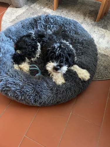 Customer photo review of Puppery Hundebett Wolke 7 - Das Original