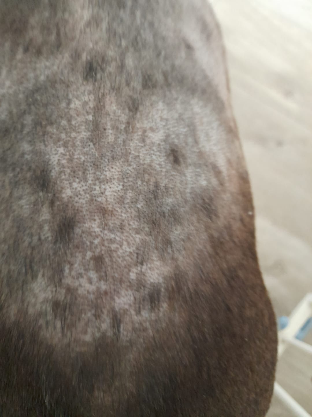 Customer photo review of Dog Gel