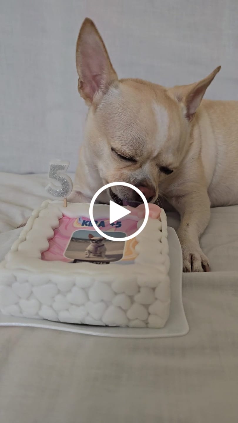 Customer video review of Fotogenica Torta Per Cani CON FOTO e NOME