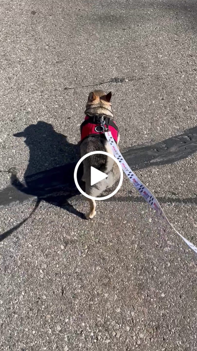 Customer video review of Dog & Cat WALK-EASY® Joint & Hip Pain Relief Remedy